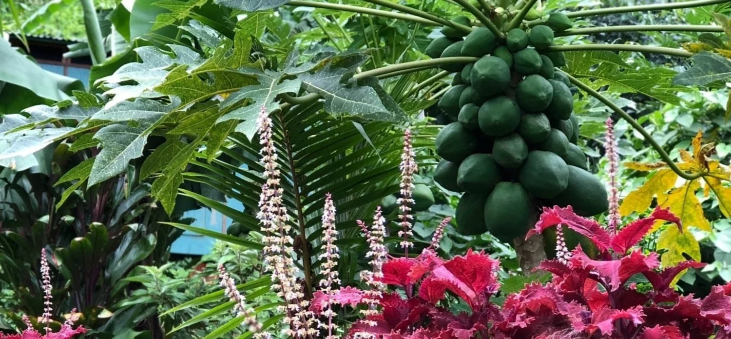 A lush food forest garden