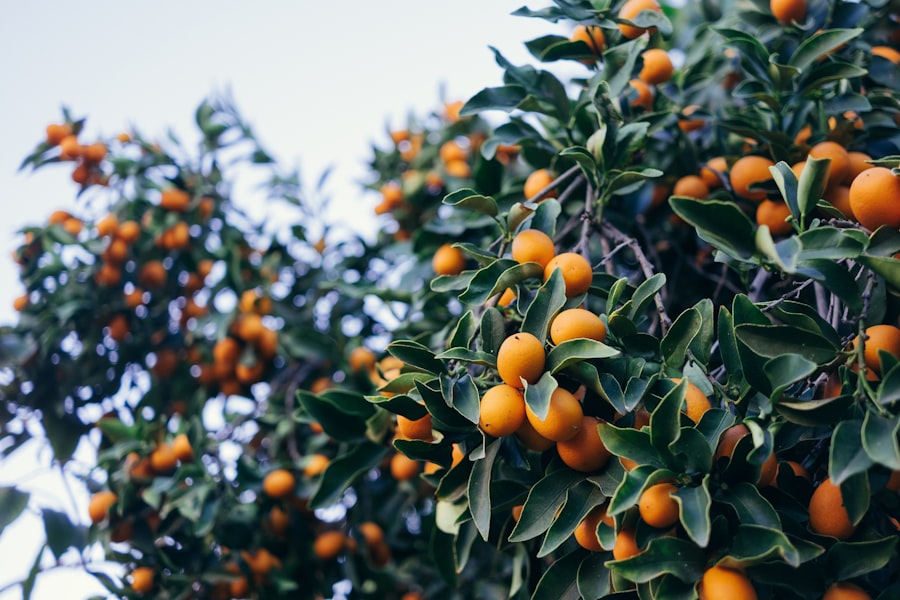 An apple tree full of ripe fruit