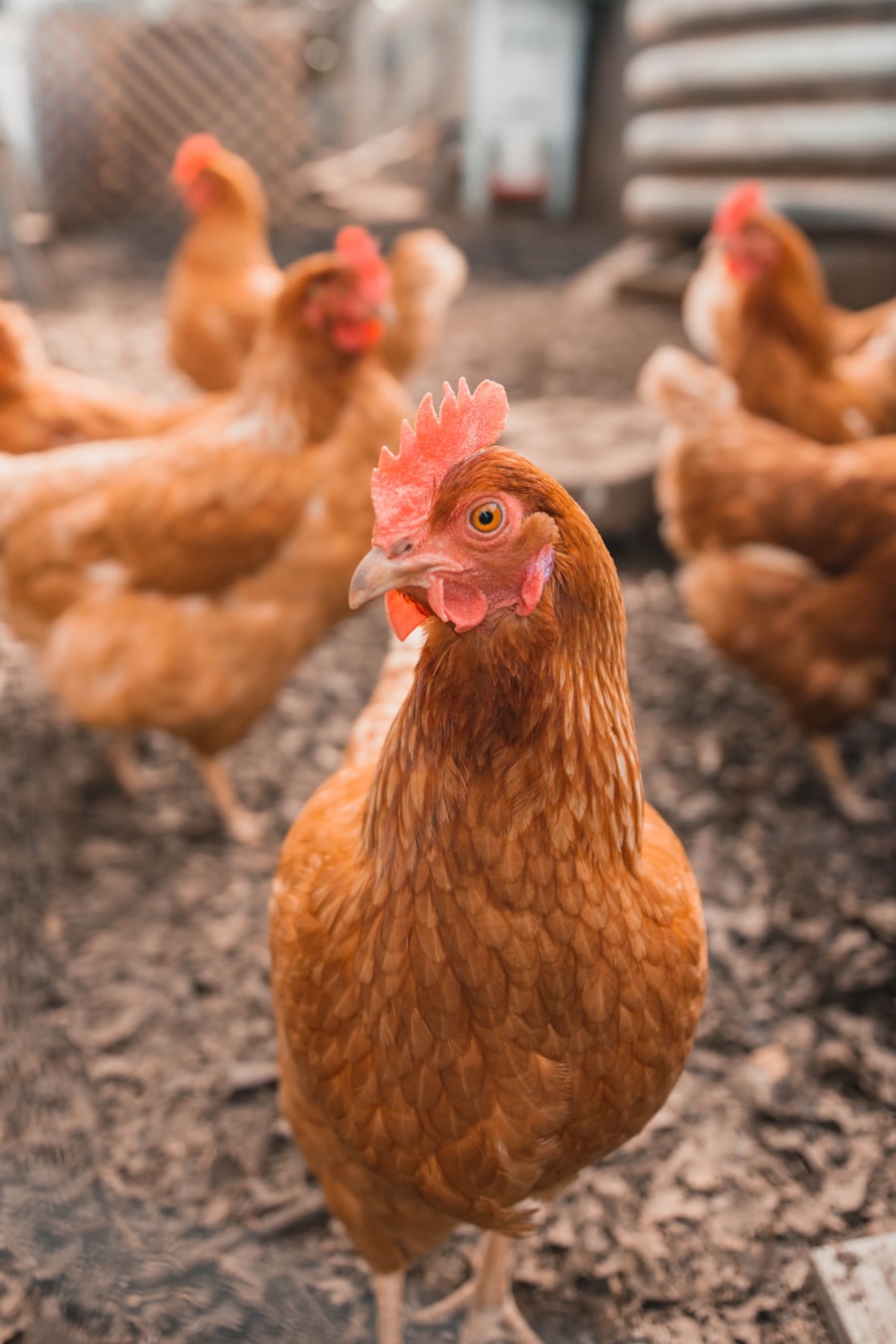Chickens in a poultry farm setting