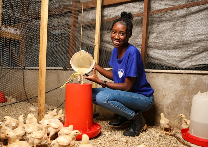 A student feeds young chickens in a school poultry facility.