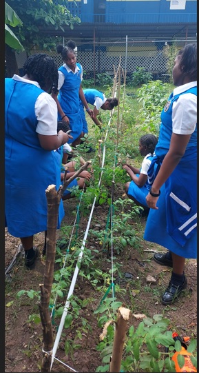 Students work together in a planted school garden.